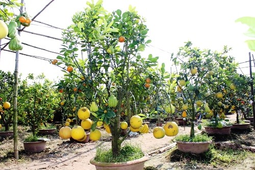 Lê Duc Giap, celui qui crée un arbre original à 5 fruits pour le Têt - ảnh 3